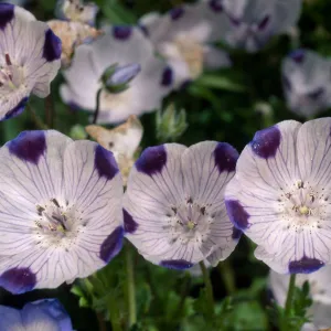 Nemophylla maculata, SBBG