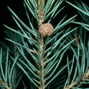 Pinus monophylla, S. of Saline Valley
