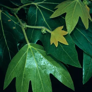 Platanus racemosa, Rancho Santa Ana Bot. Gard.