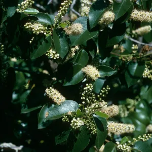 Prunus lyonii, Black Point Cyn. S. Cruz Isl.