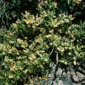 Prunus lyonii, S. Cruz Isl.