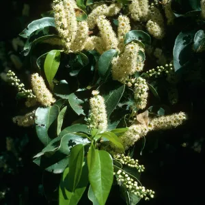 Prunus lyonii, Smugglers Cyn. S. Cruz Isl.