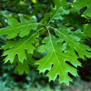Quercus kelloggii, SBBG