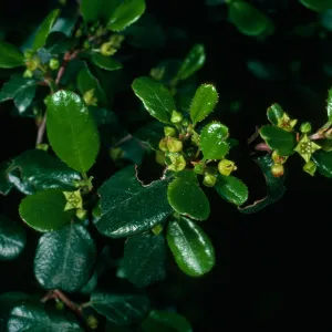 Rhamnus crocea, San Roque Cyn.
