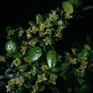 Rhamnus crocea, Calle Poniente SB