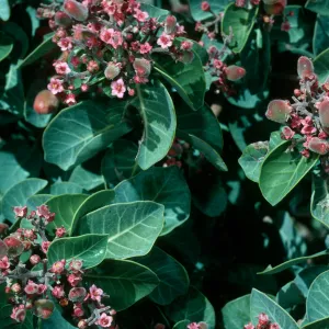Rhus lentii, Cañada de la Mina, Cedros Isl.