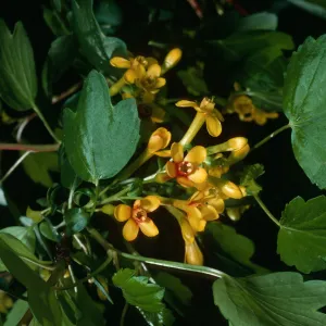 Ribes aureum, SBBG