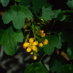 Ribes aureum, SBBG