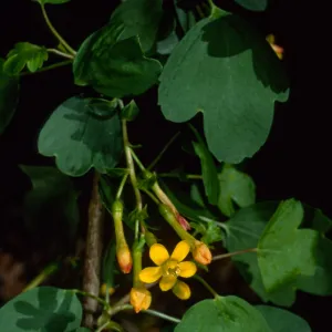 Ribes aureum, SBBG
