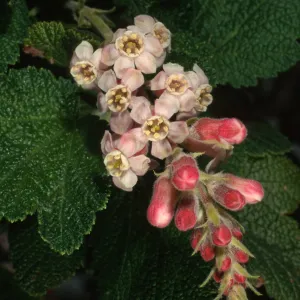 Ribes malvaceium, SBBG