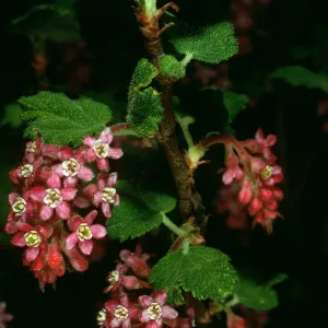 Ribes malvaceium, W. Camino Cielo