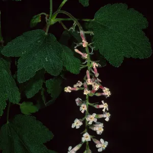 Ribes 'Dancing Tassels', SBBG
