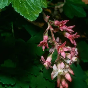 Ribes sanguineum, SBBG