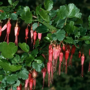 Ribes speciosum, SBBG