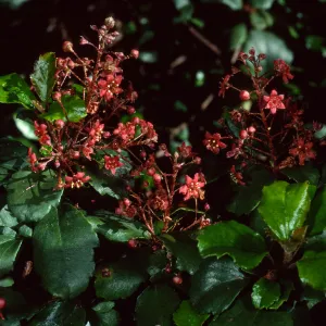 Ribes viburnifolium, SBBG