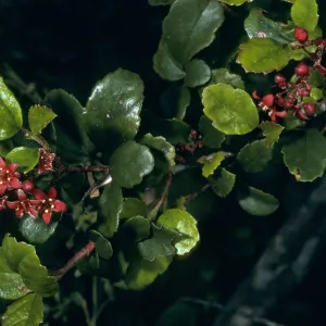 Ribes viburnifolium,Black Jack Junction, S. Catalina Isl.