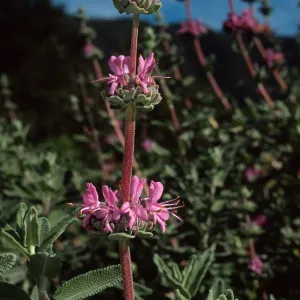 Salvia leucophylla (Purple Sage)