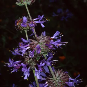 Salvia (Sage) clevelandii, Upper Meadow