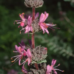 Salvia leucophylla (Purple Sage)