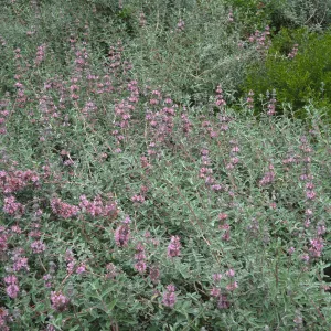 Salvia leucophylla (Purple Sage)