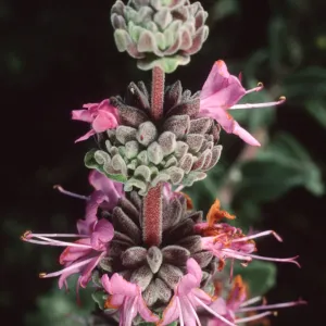 Salvia leucophylla (Purple Sage), SBBG