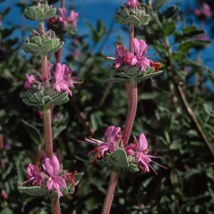Salvia leucophylla (Purple Sage), SBBG