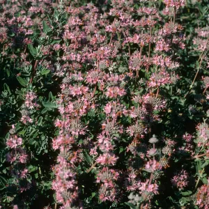 Salvia leucophylla (Purple Sage) Pt. Sal