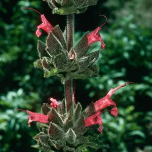 Salvia spathacea (California Hummingbird Sage), SBBG