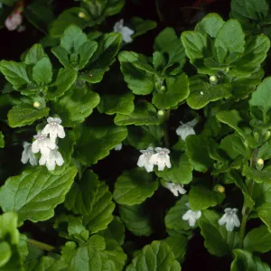 Satureja douglasii, SBBG
