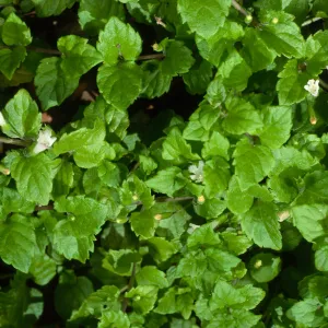 Satureja douglasii, SBBG