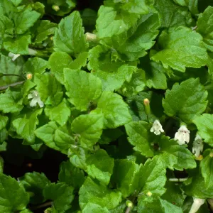 Satureja douglasii, SBBG