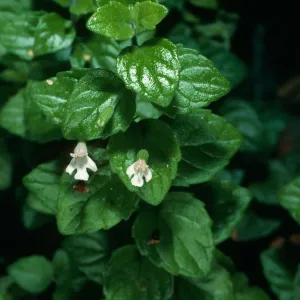 Satureja douglasii, La Purisima Mission parking lot