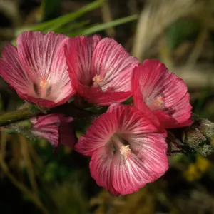 Sidalcea malviflora, Carrington Point, S. Rosa Isl.