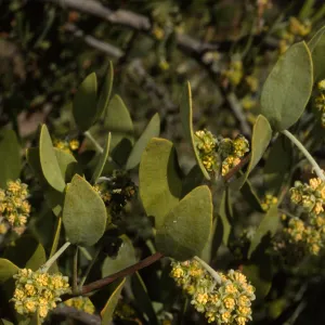 Simmondsia chinensis, SBBG