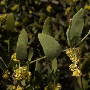 Simmondsia chinensis, SBBG