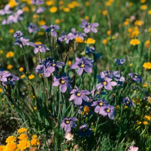 Sisyrinchium bellum, Lasthenia californica, Fraser Pt., S. Cruz Isl.