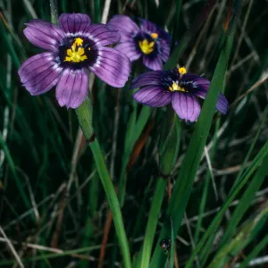Sisyrinchium bellum