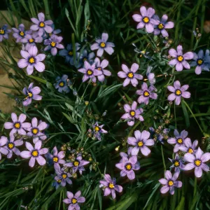 Sisyrinchium bellum, SBBG