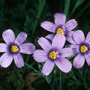 Sisyrinchium bellum, SBBG