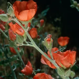 Sphaeralcea ambigua, Red Rock Canyon State Park