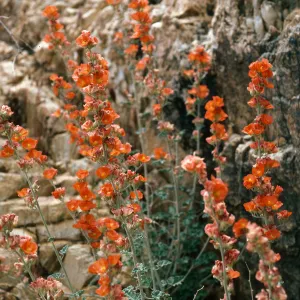Sphaeralcea ambigua, Cedar Cyn. Rd., Mid Hills