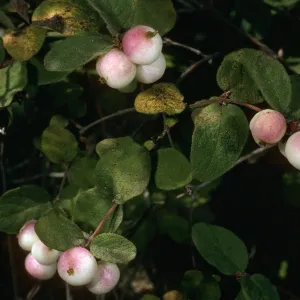 Symphoricarpos mollis, Portezuela Grade, S. Cruz Isl.