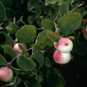 Symphoricarpos mollis, Portezuela Grade, S. Cruz Isl.