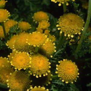 Tanacetum camphoratum, SBBG