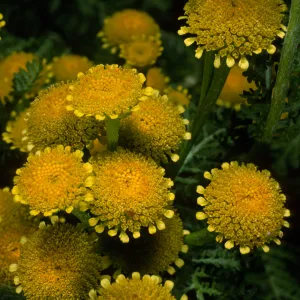 Tanacetum camphoratum, SBBG