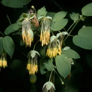 Thalictrum polycarpum, SBBG