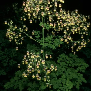 Thalictrum polycarpum, SBBG, Arroyo Section