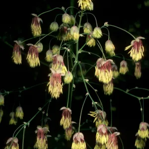 Thalictrum polycarpum, SBBG, Arroyo Section