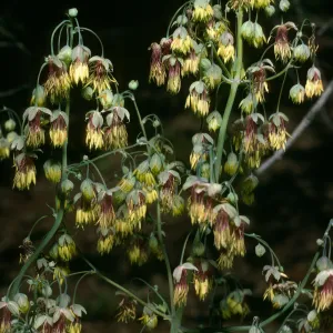 Thalictrum polycarpum, SBBG