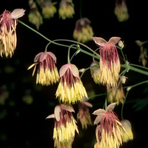 Thalictrum polycarpum, SBBG, Arroyo Section